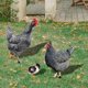 thumbnail image 2 of 3 piezas ACRYLIC Hen Chick Yard Arts Arts Decorativo en forma de pollo Partido de la césped estacas de césped, 2 of 5