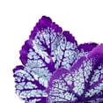 thumbnail image 7 of sunsanly Betta Fish Leaf Pad Aquarium Decor Stress Relief Privacy Enhancing Realistic Resting Bed Hammock Simulating Habitat Easy to Clean High Simulation Fish Tank Decoration, 7 of 7