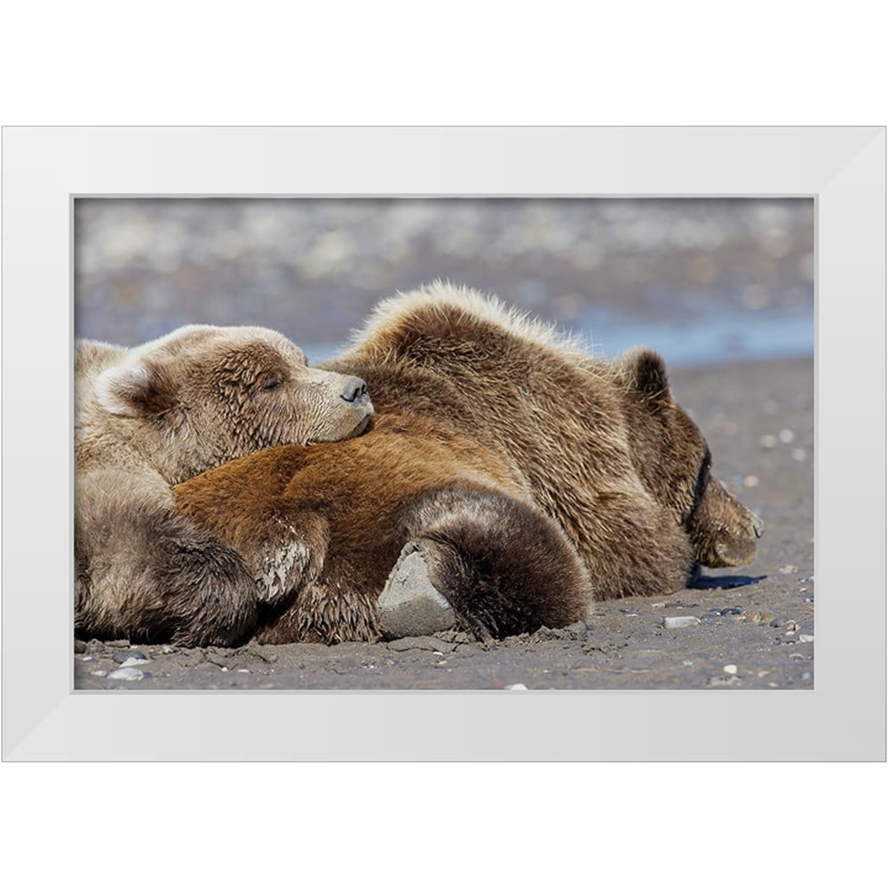 Jones, Adam 14x11 White Modern Wood Framed Museum Art Print Titled - Female grizzly bear with second year cub sleeping on her back-Lake Clark National Park