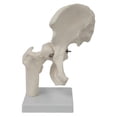thumbnail image 2 of Modelo de articulación de cadera humana, , material didáctico profesional para demostraciones, accesorios para consultorios quiroprácticos y, 2 of 8
