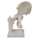 thumbnail image 2 of Modelo de articulación de cadera, accesorio portátil, equipo didáctico para aulas de ciencias escolares, estudiantes de medicina ósea y, 2 of 8