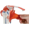 thumbnail image 2 of 3B Scientific Anatomical Model - shoulder joint with rotator cuff - Includes 3B Smart Anatomy, 2 of 3