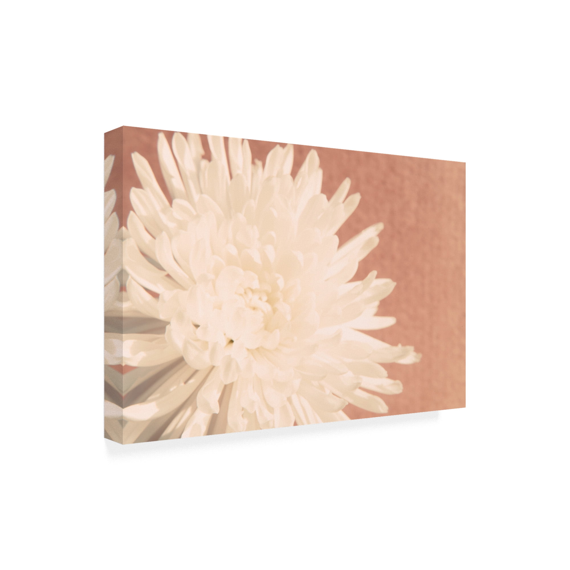 Trademark Fine Art 'Blush Burst I' Canvas Art by Jason Johnson