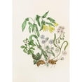 thumbnail image 3 of Agnes Fitzgibbon 14x18 Black Modern Framed Museum Art Print Titled - Sharp Lobed Hepatica, Large Flowered Bellwort, Wood Anemon, Spring Beauty (1868), 3 of 5
