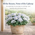 thumbnail image 2 of Spring Porch Refresh Hydrangea Artificial Flowers, 14" UV Resistant Faux Hydrangea Plants for Outdoor Decor, Realistic Fake Hydrangea for Porch Patio Garden Farmhouse, No Maintenance, 2 of 9