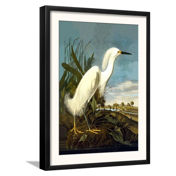 Snowy Egret Framed Art Print Wall Art By John James Audubon 14x18 5 Walmart Com Walmart Com