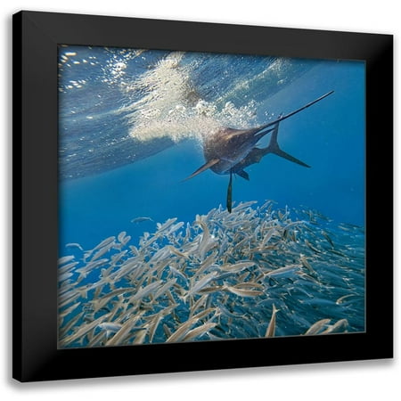 Fitzharris, Tim 12x12 Black Modern Framed Museum Art Print Titled - Sailfish and sardines-Isla Mujeres-Mexico