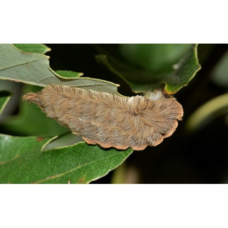 Moth Caterpillar - Canvas Print Caterpillar Puss Caterpillar Flannel Moth Caterpillar Stretched Canvas 10 x 14