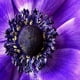 thumbnail image 2 of Nuevo 20 / pcs Semillas de girasol púrpura Flor de sol Flor de planta Flor hermosa, 2 of 3