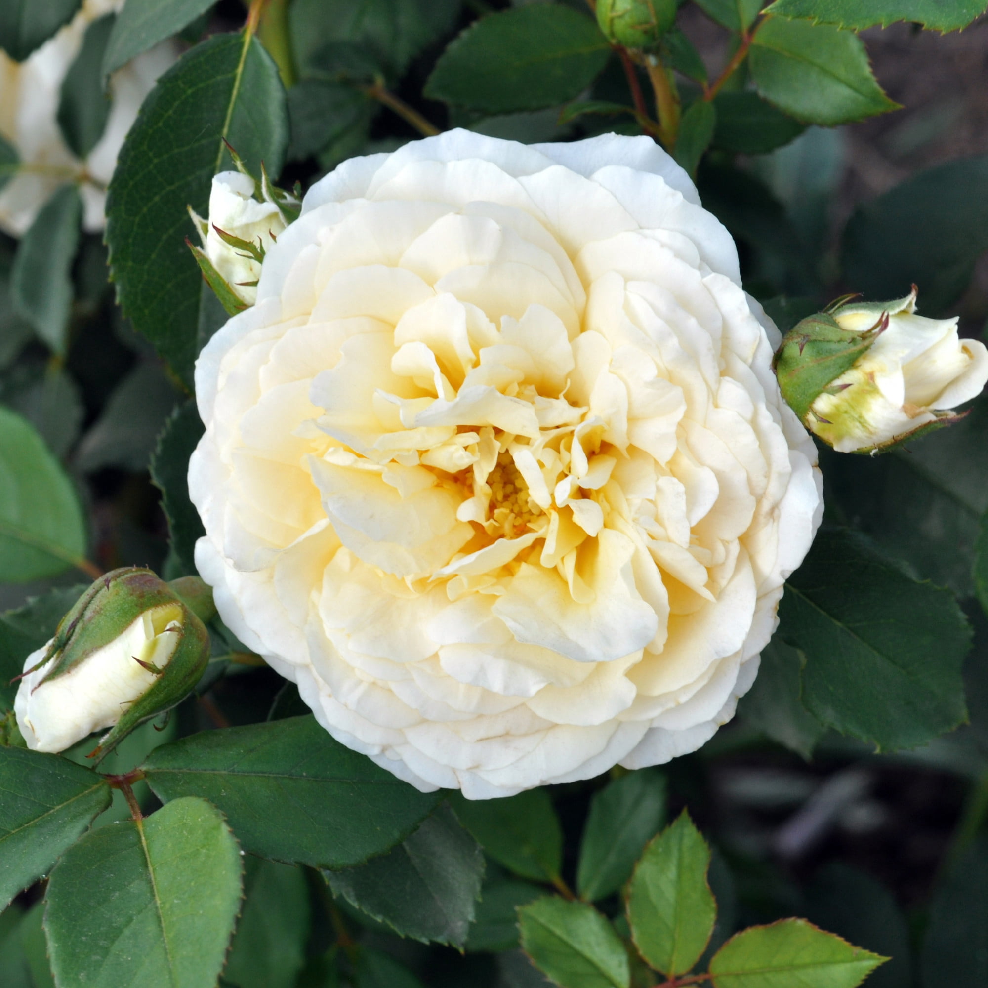 Proven Winners ColorChoice 5" White Reminiscent Crema Rose Live Plant in 4.5" Pot (4 Count)