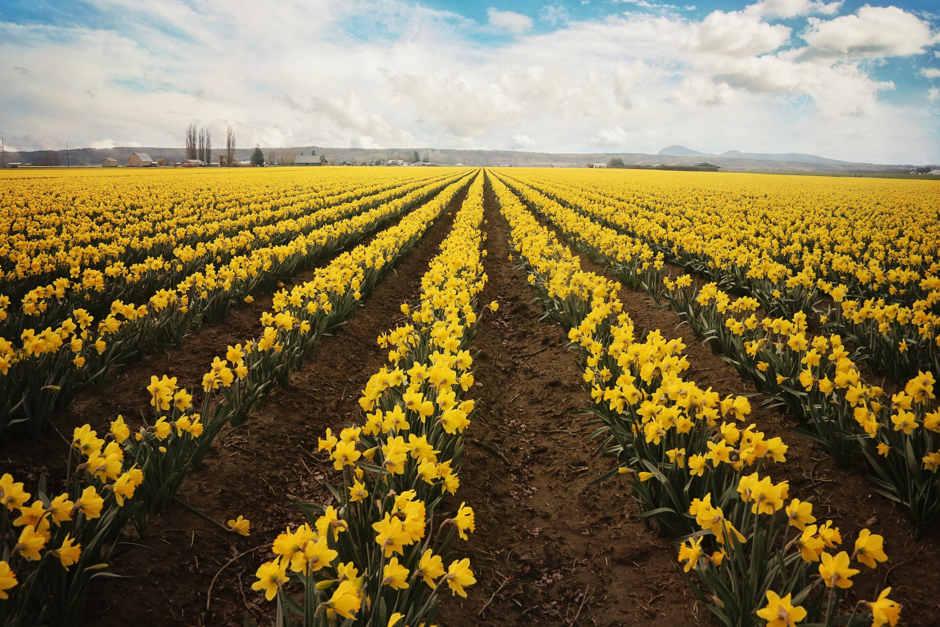 "Daffodils Forever" Painting Print on Wrapped Canvas