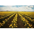 thumbnail image 2 of "Daffodils Forever" Painting Print on Wrapped Canvas, 2 of 7
