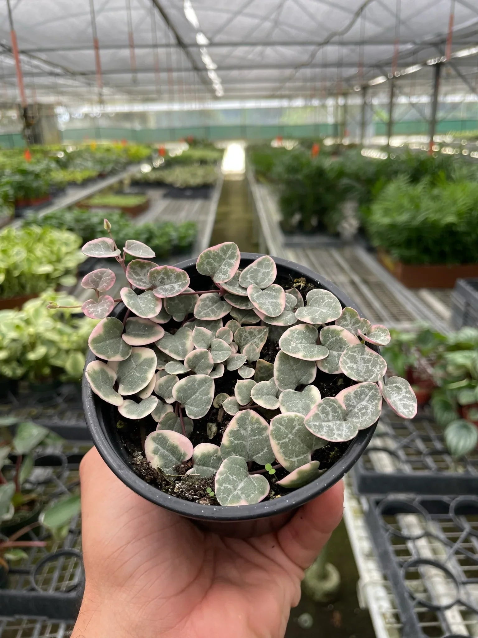Variegated String of Hearts Succulent - Live Air-Purifying Indoor Plant in Nursery Pot – Easy Care, Low Maintenance Houseplant for Home & Office Decor, Natural Air Cleaner, Best for Beginners (4"Pot)