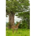 thumbnail image 2 of Jaynes Gallery 11x14 Gold Ornate Wood Framed with Double Matting Museum Art Print Titled - Africa-Tanzania-Tarangire National Park Maasai giraffe and large tree, 2 of 4