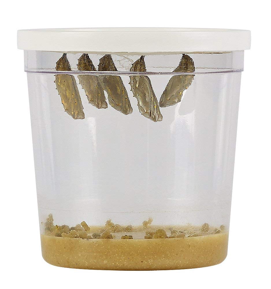 Butterfly Garden® With Live Cup of Caterpillars™