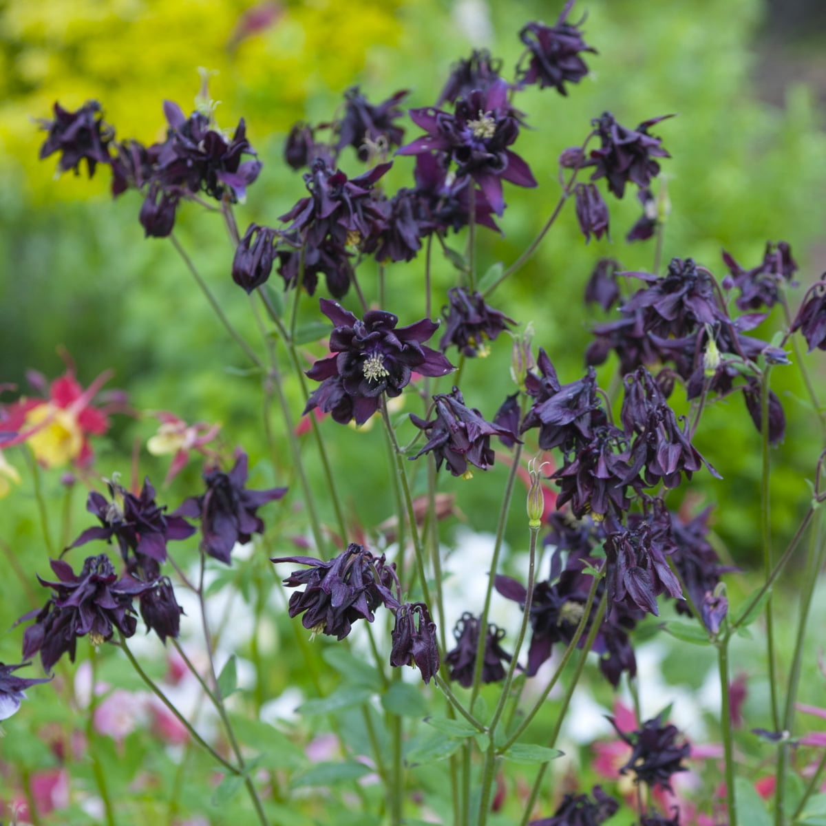 Van Zyverden Aquilegia Columbine Black Barlow 5 Roots Black Partial Sun Perennial Pollinator 1 lb