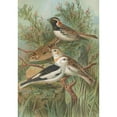 thumbnail image 2 of Johann Friedrich Naumann 11x14 Black Ornate Wood Framed Double Matted Museum Art Print Titled: Checklist Lapponicus Plectrophenax Nivalis, 2 of 5