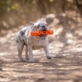 thumbnail image 3 of Juguete para Perro Chuckit! Naranja Grande Air Fetch Stick, 3 of 7