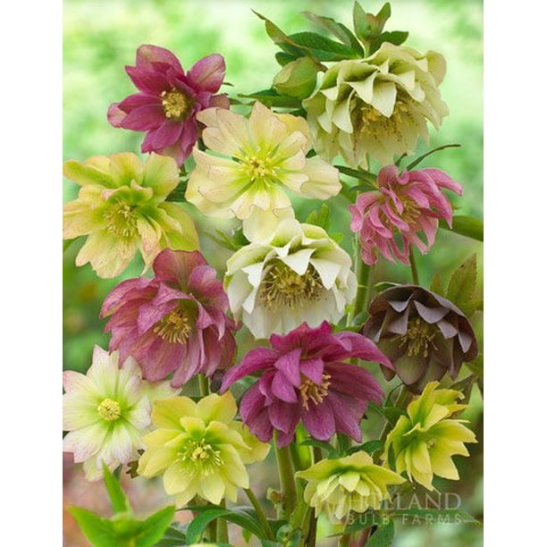Double Queen Hellebores