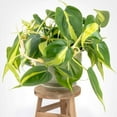 thumbnail image 3 of Philodendron Hederaceum Brasil Live Plant for Indoor | Different Houseplants in 4'' & 6'' Pot | Real House Plant for Living Room, Office, Desk & Bathroom | Cordatum, 3 of 8