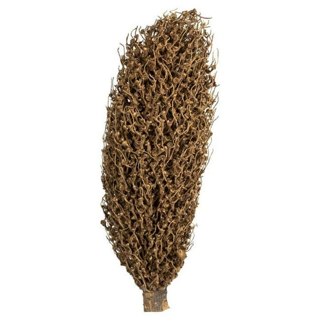 Vickerman H2OSP000 22 x 7 Po. Gousses de Graines Naturelles d'Olympia