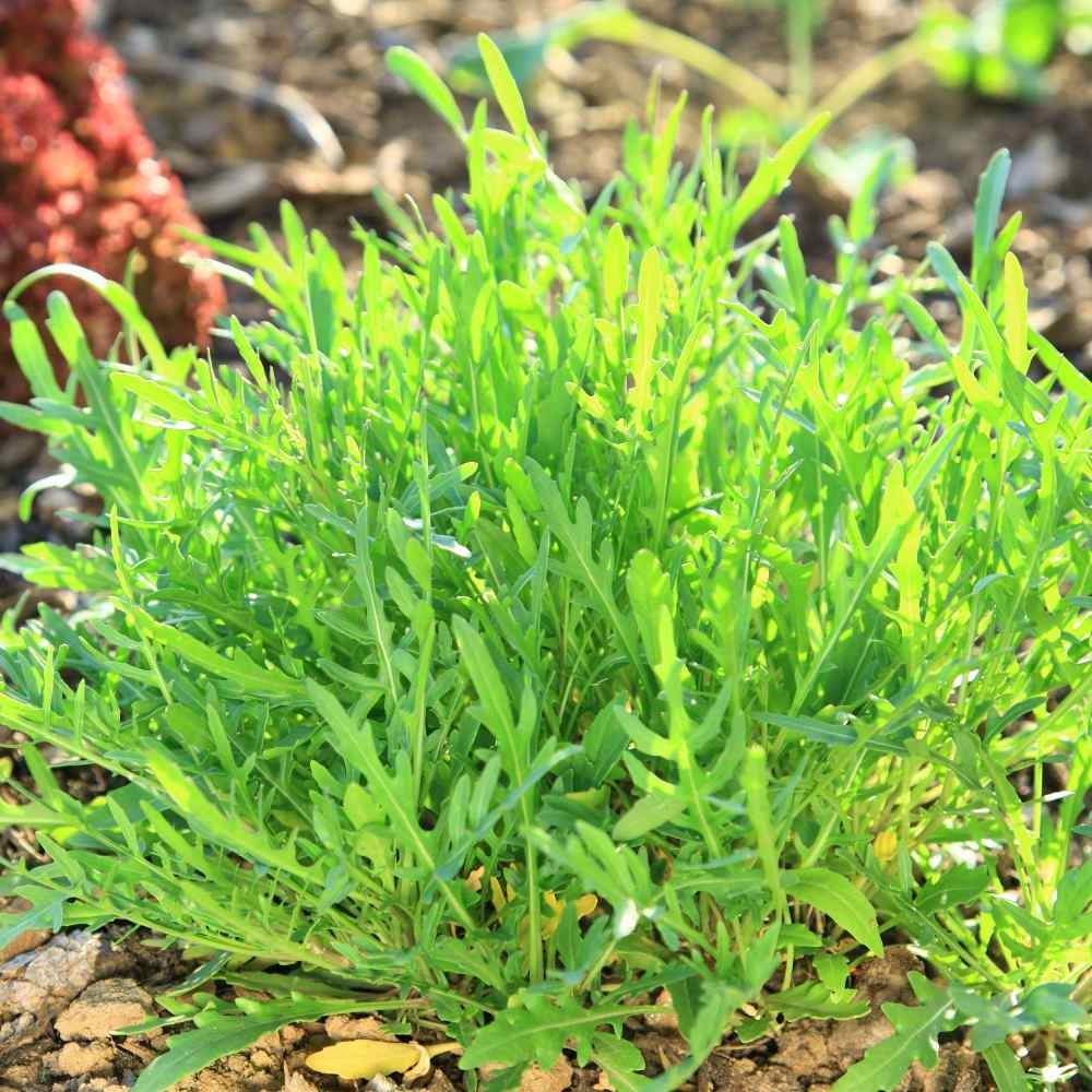 Arugula Seeds - Rocket Herb Seed - 1 LB