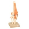 Eisco Labs Model, Human, Knee, Functional