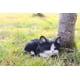 thumbnail image 1 of Estatua de gato blanco y negro de Sculpture RUNADI Kitten Sleeping, 1 of 1