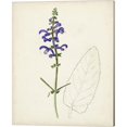 thumbnail image 4 of Great Art Now Watercolor Botanical Sketches by Unknown 3 Piece Canvas Art Set Each 12"W x 15"H, 4 of 4