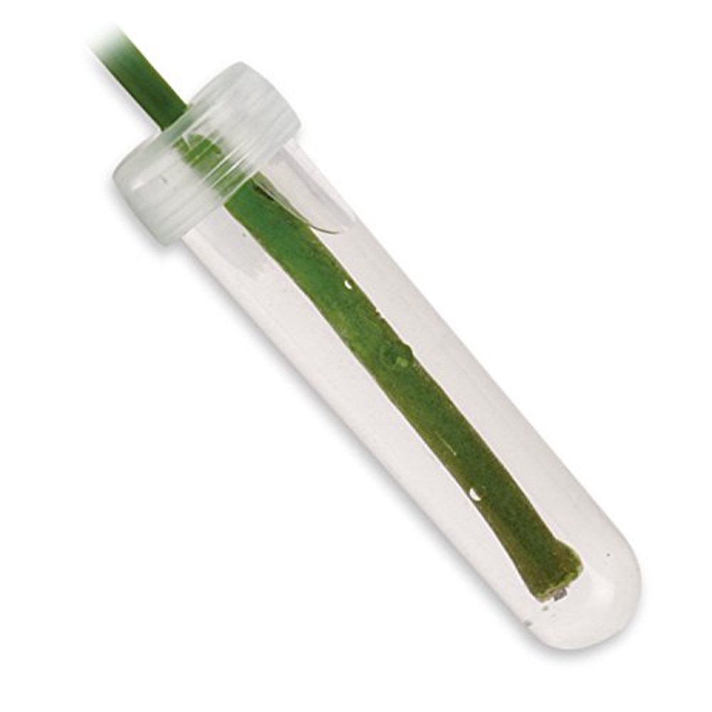 Floral Water Tubes/Vials For Flower Arrangements by Royal Imports