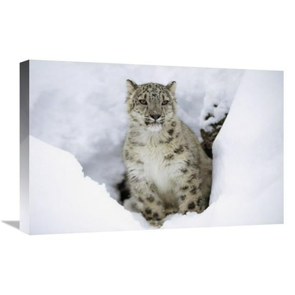 16 x 24 in. Snow Leopard Adult Portrait in Snow, Native to Asia Art Print - Tim Fitzharris