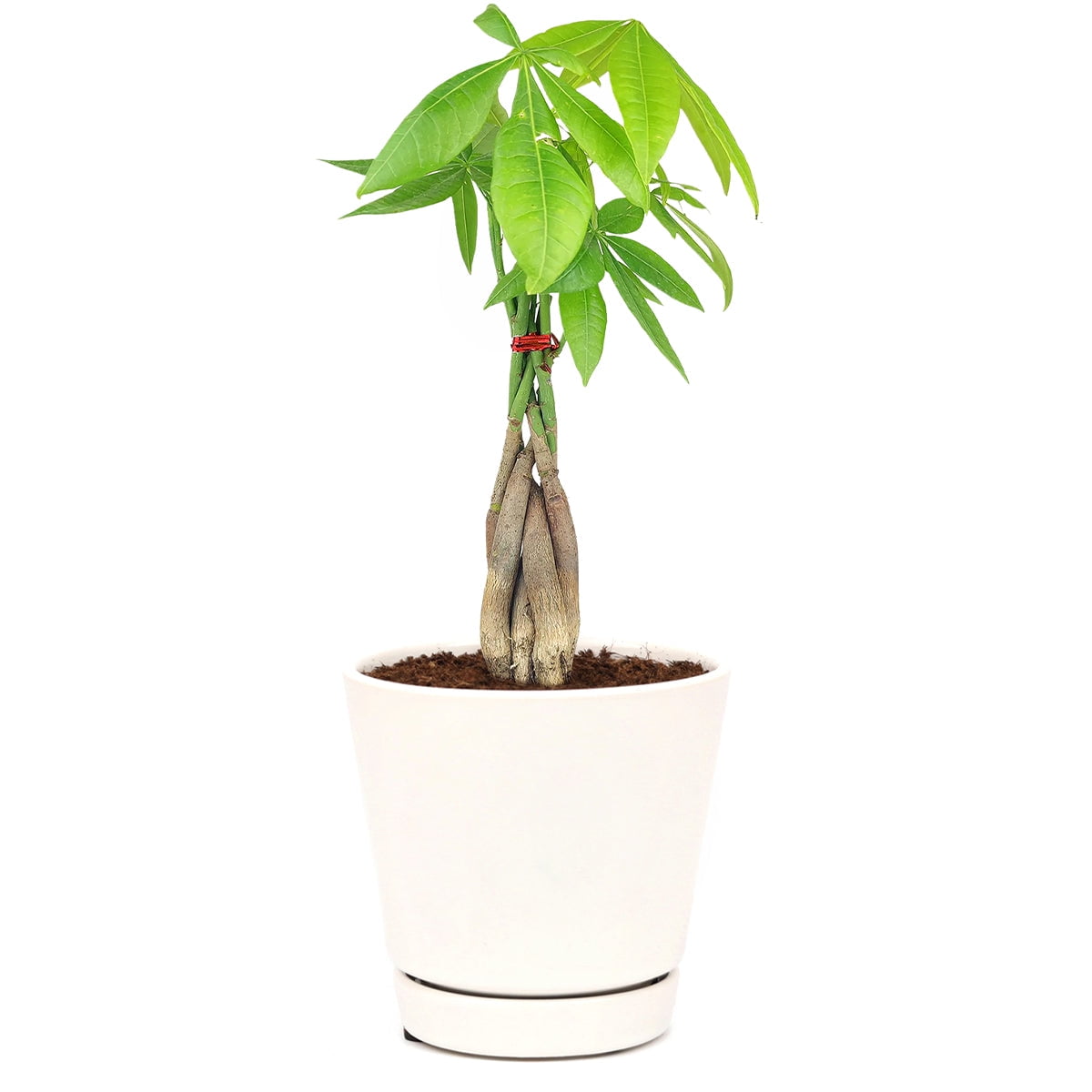 Braided Pachira Stump Money Tree (4" Minimalist Pot) Feng Shui Lucky