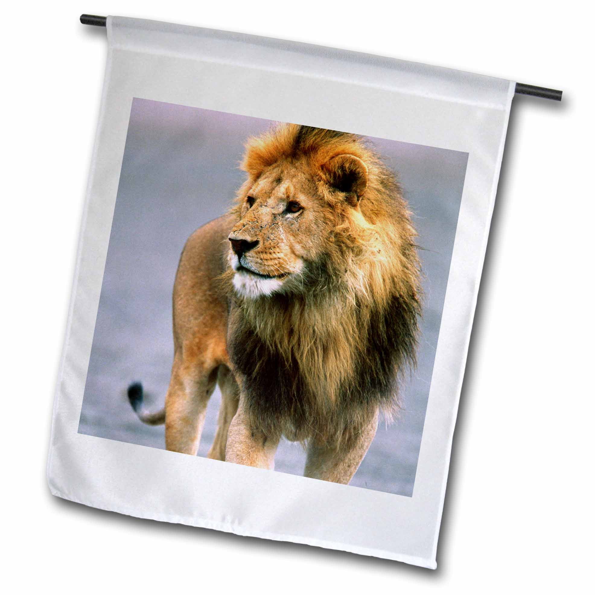 3dRose Gartenflagge – Löwe In Tansania, 30,5 X 45,7 Cm, Polyester, Einseitig Bedruckt
