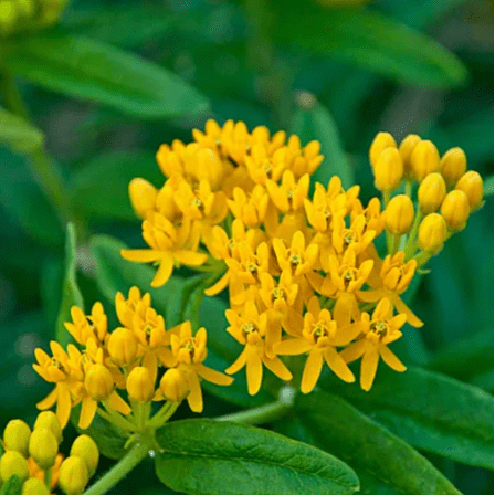 Set 2 Yellow Milkweed Plants Live for Planting, Milkweed Plants for Garden Outdoor 4 to 6 Inch Tall
