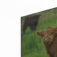 thumbnail image 2 of Luxe Metal Art 'Scottish Highland Cattle X' by Alan Majchrowicz,Metal Wall Art, 36"x24", 2 of 7