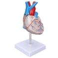 thumbnail image 1 of Modèle d'Organe Cardiaque, Design Transparent Résistance à l'Usure Connexion Modèle Cardiaque pour Aides Pédagogiques, 1 of 8