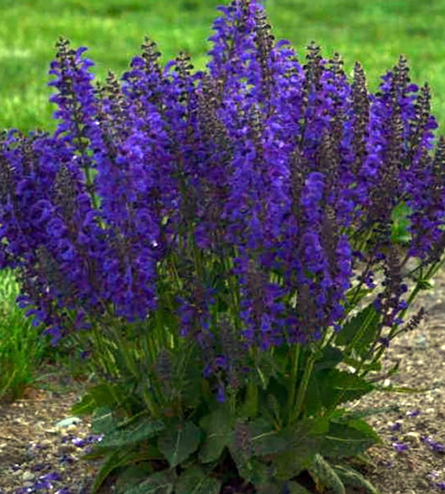 Midnight Purple Salvia nemorosa - 2.5