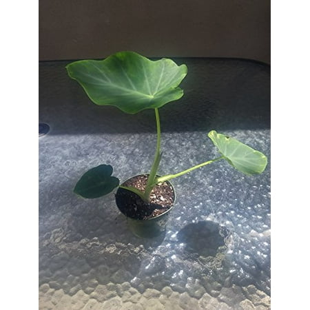 9GreenBox - Jack's Giant Colocasia - 4'' Pot