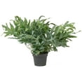 thumbnail image 5 of Blue Star Fern - 5 Live Plants in 6 Inch Pots - Phlebodium Aureum - Rare and Exotic Ferns from Florida, 5 of 5