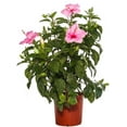 thumbnail image 3 of American Plant Exchange Hibiscus Large Tropical Live Plant Easy to Grow Nursery Pot Green Glossy Foliage with Pink Blooms, 10-inch, 3 of 5