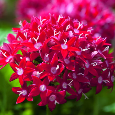 Delray Plants Live Pentas - Outdoor Plants - Fresh from the Farm - Bright Red - 4