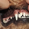 thumbnail image 3 of Teissuly Super Soft Pet Finger Toothbrush Teddy Dog Brush Bad Breath Tartar Teeth Tool Dog Cat Cleaning Pet Supplies Teissuly WER202311213161, 3 of 3