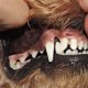 thumbnail image 3 of Cepillo de Dientes de Dedo Súper Suave onlyliua para Mascotas Cepillo de Peluche para Perros, 3 of 3
