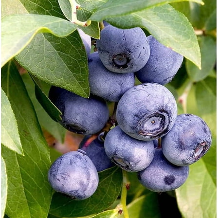 Misty Blueberry Plant 4-7" Tall for Planting, Southern Highbush Blueberry Bush Tree, Blueberry Sweet Fruit plant for Garden