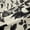 Black White, variant on Castle Fairy Animal Bats Black Out Curtains,Floral Rose Curtains Pack of 2 (42x63 Each)