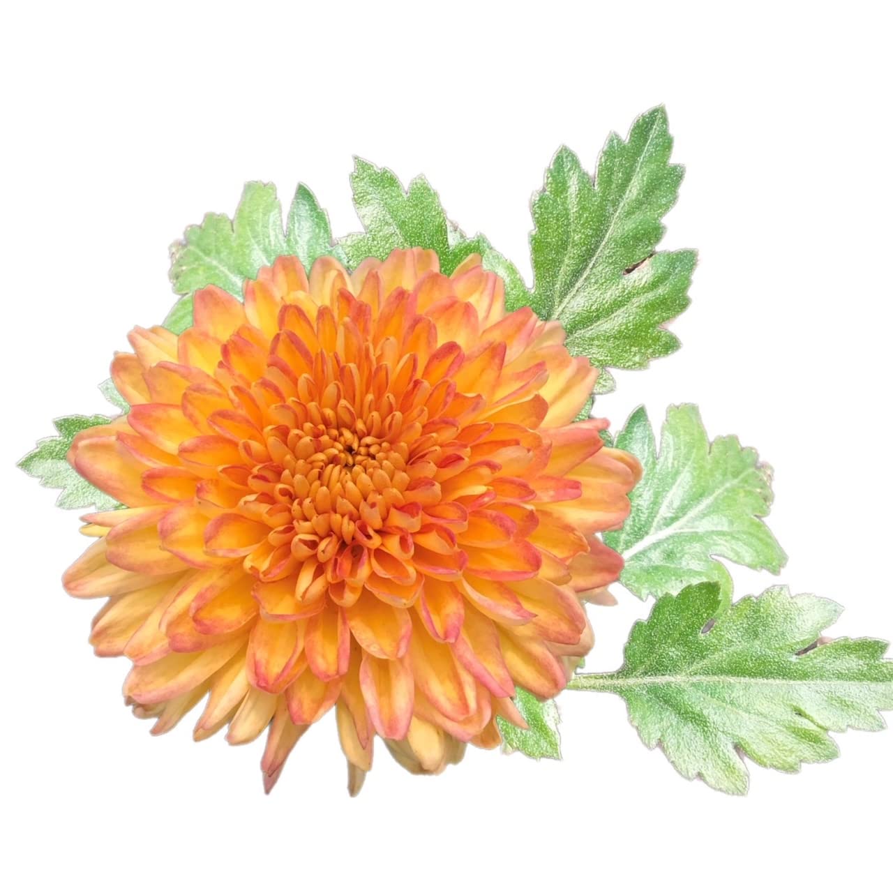 Jays Seeds Chrysanthemum Seeds (Mum) Seeds 150 Seeds (Style 32