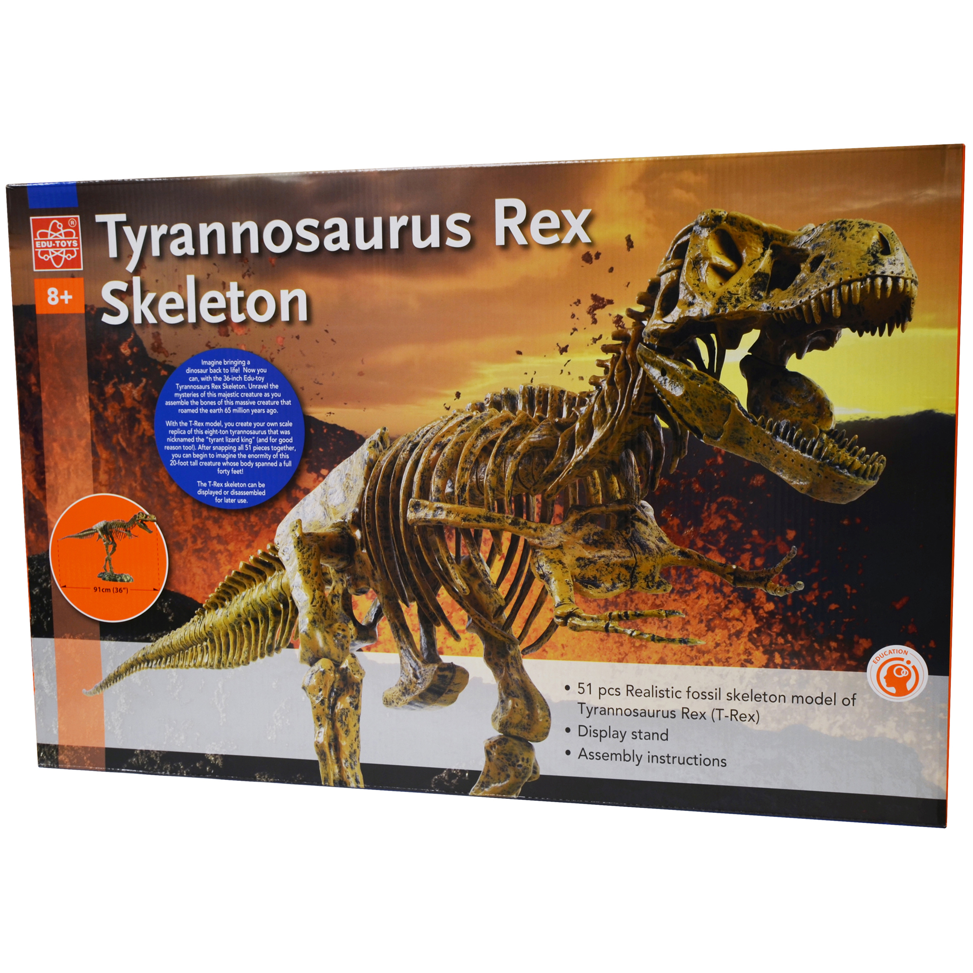 EduToys TRex Skeleton