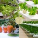 thumbnail image 5 of Lana de roca de lana de roca para jardín de 1 pulgada, tapones de arranque para cultivo sin suelo, esquejes de plántulas, plantas clonadas, iniciador de germinación hidropónica (200 tapones en total) JAMW Sencillez, 5 of 5