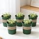 thumbnail image 4 of Juego de 5 macetas de plástico verde de 14 cm con agujeros de drenaje para jardinería interior y exterior, plántulas, hierbas y flores pequeñas., 4 of 6