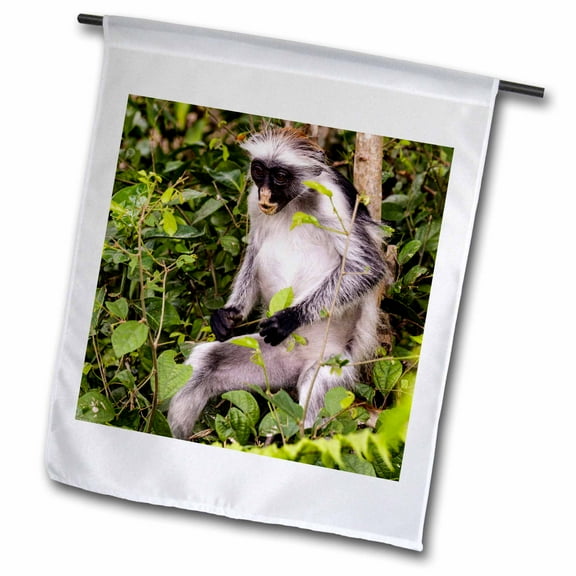 3dRose, Africa, Tanzania, Zanzibar, Jozani Chakwa Bay NP. Red colobus monkey., 18 x 27 inch Garden Flag